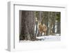 Red Deer Stag (Cervus Elaphus), Scottish Highlands, Scotland, United Kingdom, Europe-David Gibbon-Framed Photographic Print