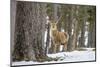 Red Deer Stag (Cervus Elaphus), Scottish Highlands, Scotland, United Kingdom, Europe-David Gibbon-Mounted Photographic Print