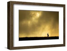 Red Deer Stag (Cervus Elaphus) Silhouetted Against Sky at Dusk, Cheshire, October 2014-Ben Hall-Framed Photographic Print