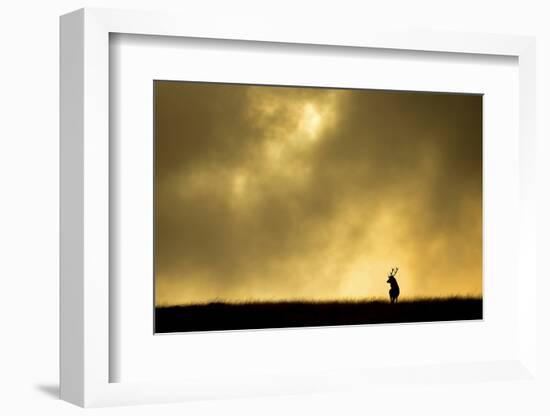 Red Deer Stag (Cervus Elaphus) Silhouetted Against Sky at Dusk, Cheshire, October 2014-Ben Hall-Framed Photographic Print