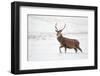 Red Deer Stag (Cervus Elaphus) Walking in Moorland in Snow, Cairngorms Np, Scotland, UK, December-Mark Hamblin-Framed Photographic Print