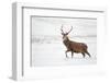 Red Deer Stag (Cervus Elaphus) Walking in Moorland in Snow, Cairngorms Np, Scotland, UK, December-Mark Hamblin-Framed Photographic Print