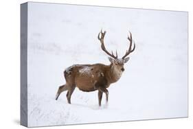 Red Deer Stag (Cervus Elaphus) Walking on Open Moorland in Snow, Cairngorms Np, Scotland, UK-Mark Hamblin-Stretched Canvas
