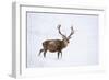 Red Deer Stag (Cervus Elaphus) Walking on Open Moorland in Snow, Cairngorms Np, Scotland, UK-Mark Hamblin-Framed Photographic Print