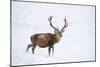 Red Deer Stag (Cervus Elaphus) Walking on Open Moorland in Snow, Cairngorms Np, Scotland, UK-Mark Hamblin-Mounted Photographic Print