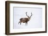 Red Deer Stag (Cervus Elaphus) Walking on Open Moorland in Snow, Cairngorms Np, Scotland, UK-Mark Hamblin-Framed Photographic Print