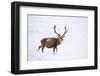 Red Deer Stag (Cervus Elaphus) Walking on Open Moorland in Snow, Cairngorms Np, Scotland, UK-Mark Hamblin-Framed Photographic Print