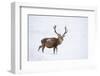 Red Deer Stag (Cervus Elaphus) Walking on Open Moorland in Snow, Cairngorms Np, Scotland, UK-Mark Hamblin-Framed Photographic Print