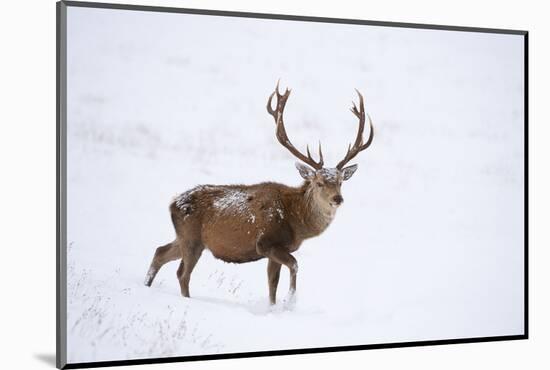 Red Deer Stag (Cervus Elaphus) Walking on Open Moorland in Snow, Cairngorms Np, Scotland, UK-Mark Hamblin-Mounted Photographic Print