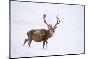 Red Deer Stag (Cervus Elaphus) Walking on Open Moorland in Snow, Cairngorms Np, Scotland, UK-Mark Hamblin-Mounted Photographic Print