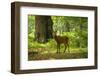 Red Deer Stag during in Forest-Veneratio-Framed Photographic Print