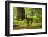 Red Deer Stag during in Forest-Veneratio-Framed Photographic Print