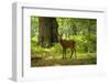 Red Deer Stag during in Forest-Veneratio-Framed Photographic Print