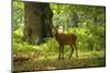 Red Deer Stag during in Forest-Veneratio-Mounted Photographic Print