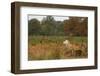 Red Deer Stag during Rut Season in Richmond Park London England-Veneratio-Framed Photographic Print