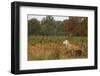 Red Deer Stag during Rut Season in Richmond Park London England-Veneratio-Framed Photographic Print