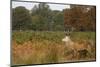 Red Deer Stag during Rut Season in Richmond Park London England-Veneratio-Mounted Photographic Print