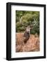 Red Deer Stag during Rutting Season in Autumn-Veneratio-Framed Photographic Print