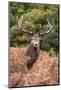 Red Deer Stag during Rutting Season in Autumn-Veneratio-Mounted Photographic Print