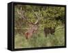 Red Deer Stag, Dyrehaven, Denmark-Edwin Giesbers-Framed Stretched Canvas