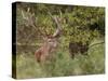 Red Deer Stag, Dyrehaven, Denmark-Edwin Giesbers-Stretched Canvas