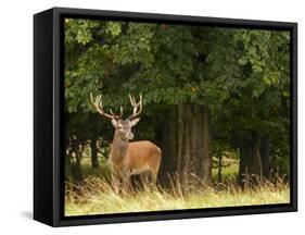 Red Deer Stag, Dyrehaven, Denmark-Edwin Giesbers-Framed Stretched Canvas