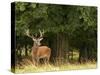 Red Deer Stag, Dyrehaven, Denmark-Edwin Giesbers-Stretched Canvas