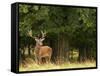 Red Deer Stag, Dyrehaven, Denmark-Edwin Giesbers-Framed Stretched Canvas
