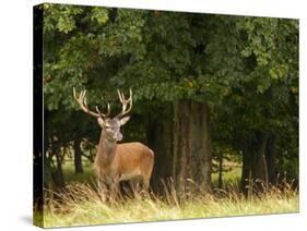 Red Deer Stag, Dyrehaven, Denmark-Edwin Giesbers-Stretched Canvas