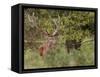 Red Deer Stag, Dyrehaven, Denmark-Edwin Giesbers-Framed Stretched Canvas