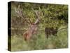 Red Deer Stag, Dyrehaven, Denmark-Edwin Giesbers-Stretched Canvas