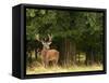 Red Deer Stag, Dyrehaven, Denmark-Edwin Giesbers-Framed Stretched Canvas