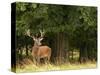 Red Deer Stag, Dyrehaven, Denmark-Edwin Giesbers-Stretched Canvas