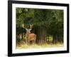 Red Deer Stag, Dyrehaven, Denmark-Edwin Giesbers-Framed Photographic Print