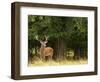 Red Deer Stag, Dyrehaven, Denmark-Edwin Giesbers-Framed Photographic Print