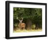 Red Deer Stag, Dyrehaven, Denmark-Edwin Giesbers-Framed Photographic Print