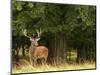 Red Deer Stag, Dyrehaven, Denmark-Edwin Giesbers-Mounted Photographic Print