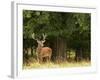 Red Deer Stag, Dyrehaven, Denmark-Edwin Giesbers-Framed Photographic Print