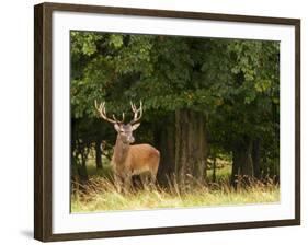 Red Deer Stag, Dyrehaven, Denmark-Edwin Giesbers-Framed Photographic Print