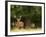 Red Deer Stag, Dyrehaven, Denmark-Edwin Giesbers-Framed Photographic Print