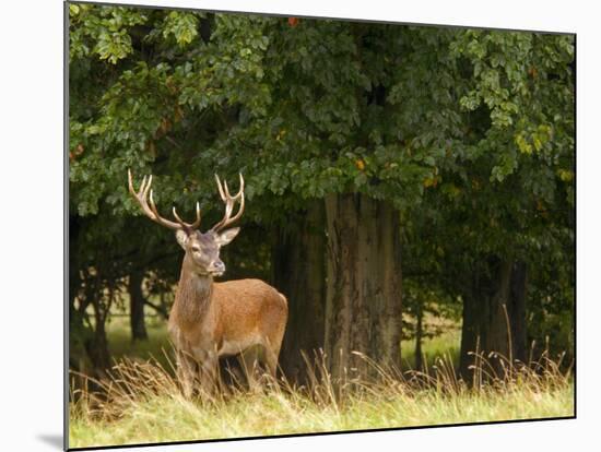 Red Deer Stag, Dyrehaven, Denmark-Edwin Giesbers-Mounted Photographic Print