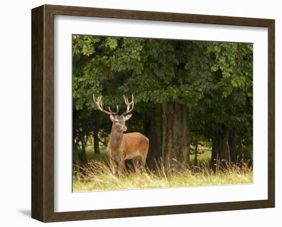 Red Deer Stag, Dyrehaven, Denmark-Edwin Giesbers-Framed Photographic Print