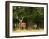 Red Deer Stag, Dyrehaven, Denmark-Edwin Giesbers-Framed Photographic Print