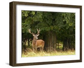 Red Deer Stag, Dyrehaven, Denmark-Edwin Giesbers-Framed Photographic Print