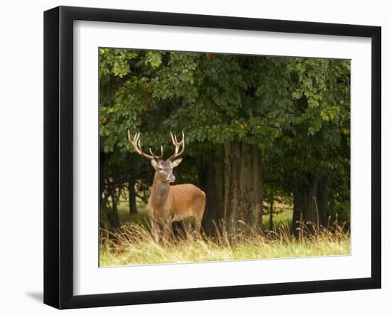 Red Deer Stag, Dyrehaven, Denmark-Edwin Giesbers-Framed Photographic Print