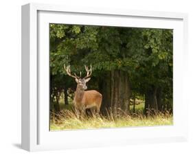 Red Deer Stag, Dyrehaven, Denmark-Edwin Giesbers-Framed Photographic Print