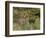 Red Deer Stag, Dyrehaven, Denmark-Edwin Giesbers-Framed Photographic Print