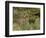 Red Deer Stag, Dyrehaven, Denmark-Edwin Giesbers-Framed Photographic Print