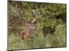 Red Deer Stag, Dyrehaven, Denmark-Edwin Giesbers-Mounted Photographic Print