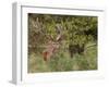 Red Deer Stag, Dyrehaven, Denmark-Edwin Giesbers-Framed Photographic Print